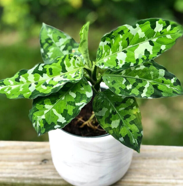 Aglaonema Pictum Tricolor