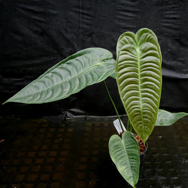 Veitchii King Anthurium