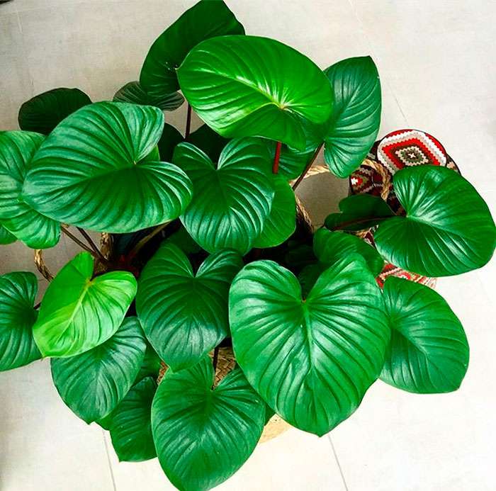 Homalomena Rubescene Maggy- Big Plant