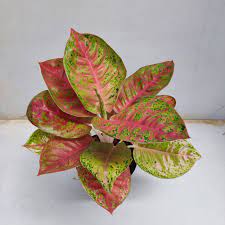 Aglaonema Zenstar