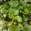Pontederia crassipes/ water hyacinth (1 plant)