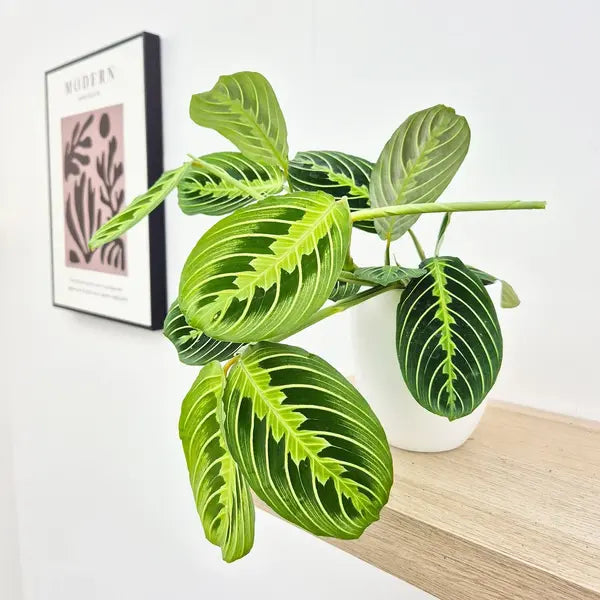 Maranta Lemon Lime - Rare