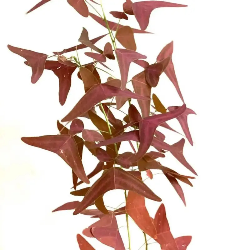 Red Butterfly Wing Plant - Rare