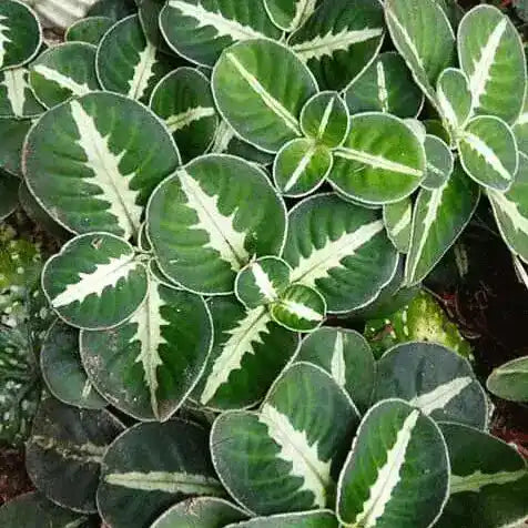 Argostemma sp White veins - Rare
