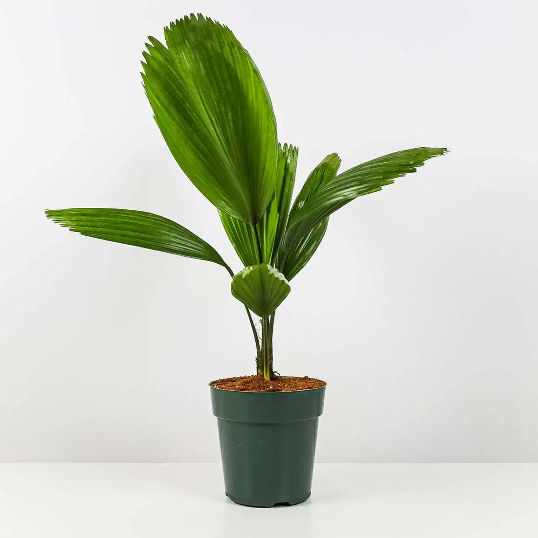 Licuala Grandis Fan Palm Tree, Rare and Exotic