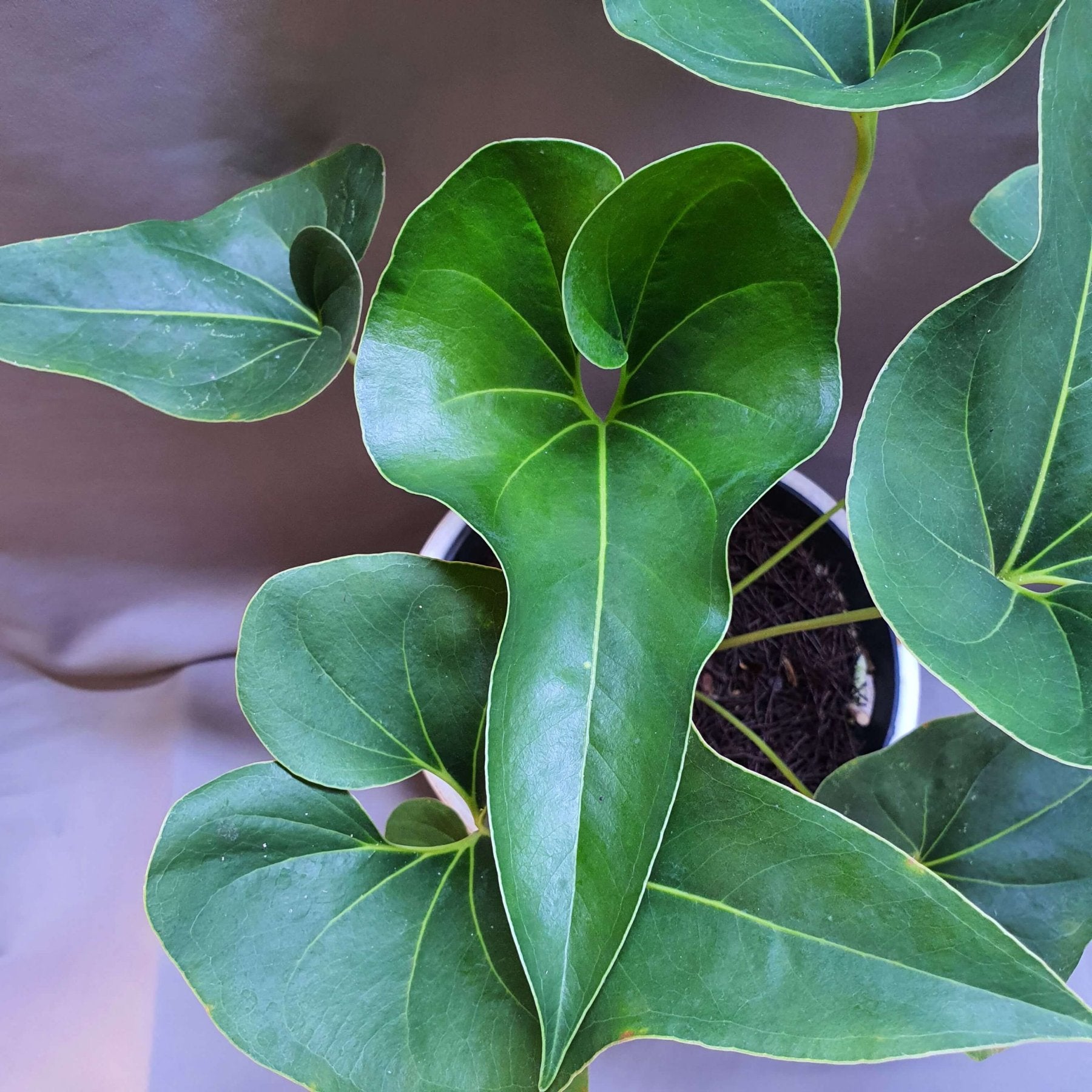 Anthurium Brownii live plant Aloevera Greens view 4 buy online Foliages.in