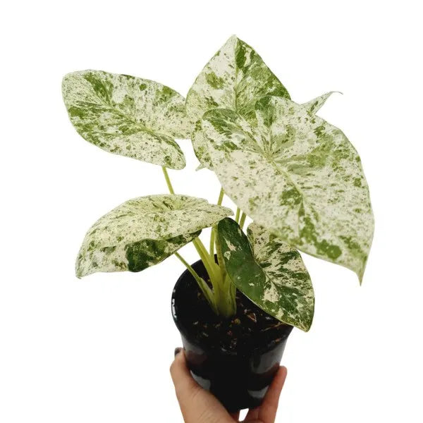 Alocasia Odora Batik Variegated - Rare