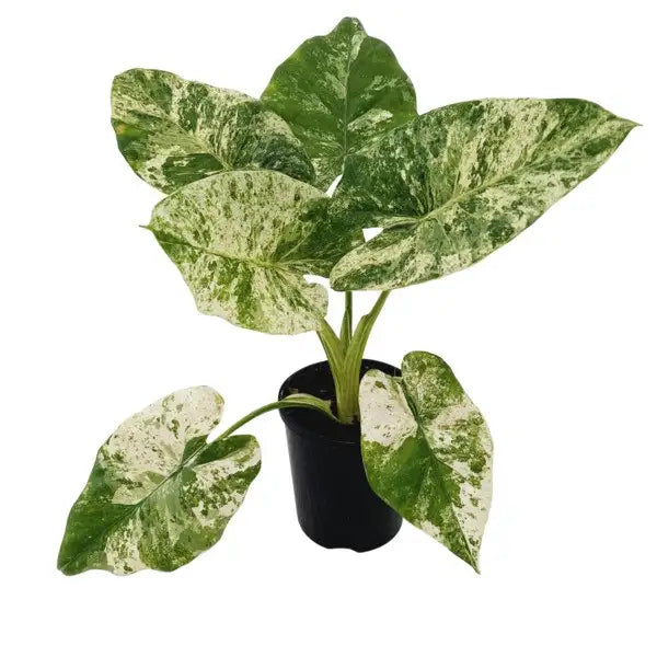 Alocasia Odora Batik Variegated - Rare
