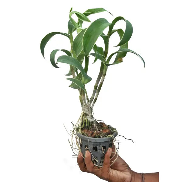 Dendrobium Burana Green Variegated - Rare Orchid