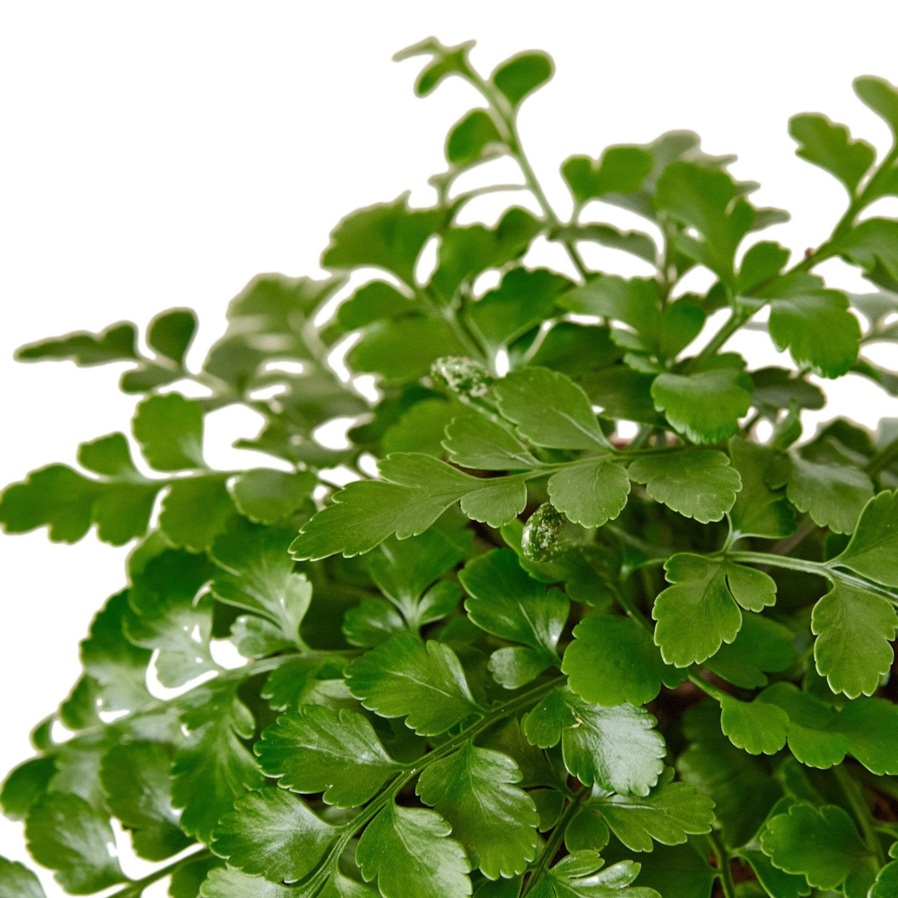 Austral Gem Fern healthy live foliage plant – Foliages India