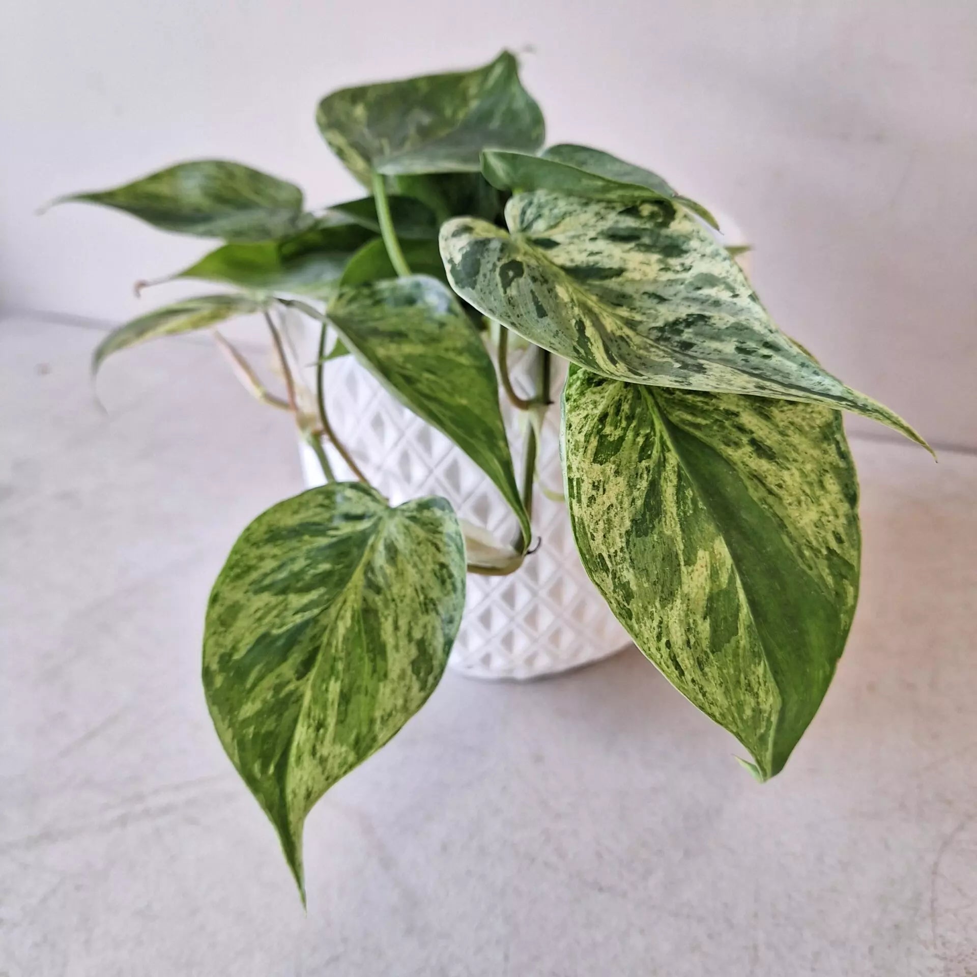 Philodendron Hederaceum variegated