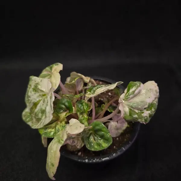 Peperomia Pink Lady