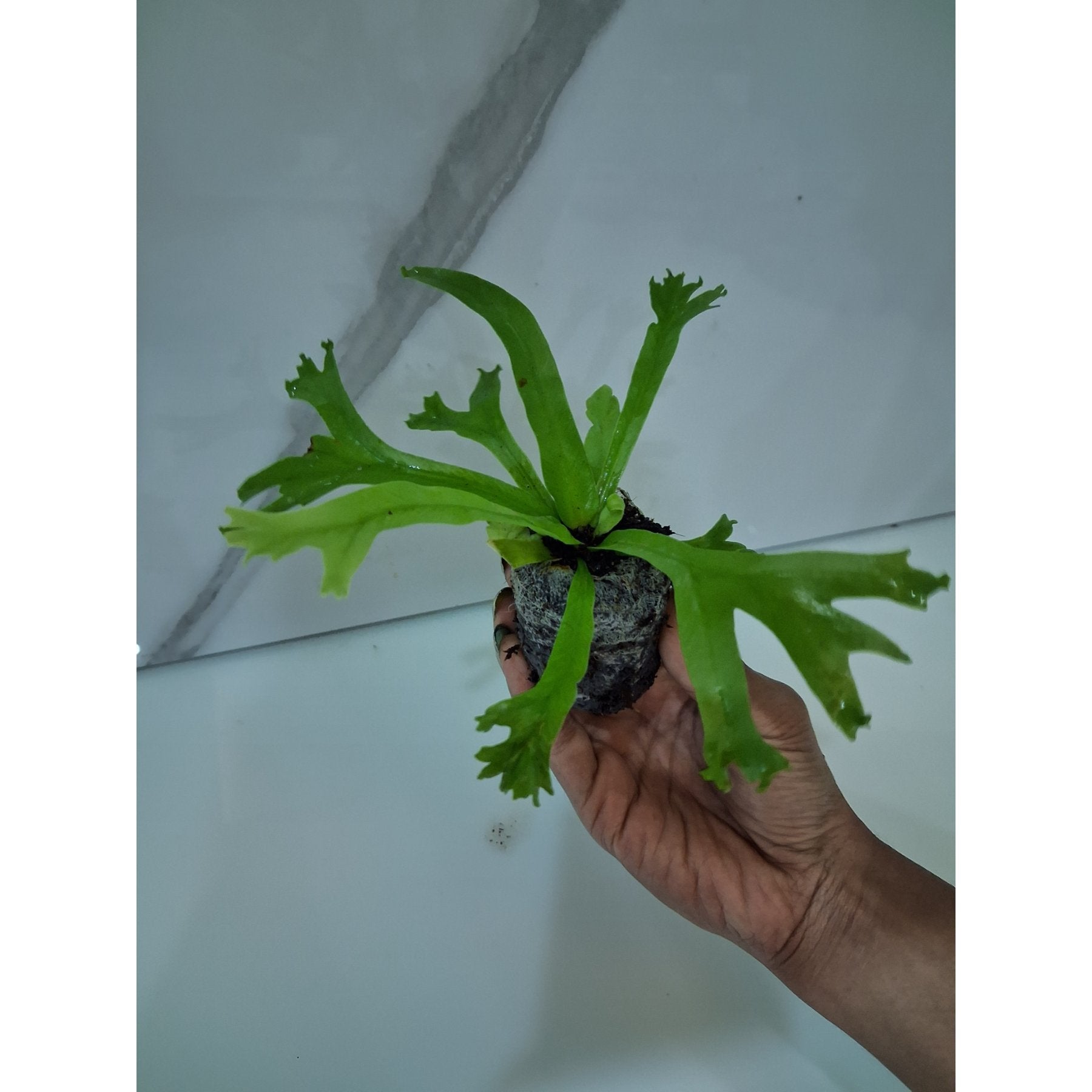 Asplenium Leslie potted indoor plant – ships pan-India