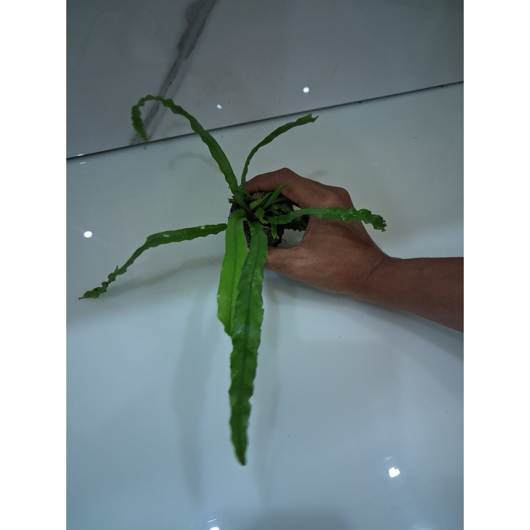 Victoria Bird's Nest Fern healthy live foliage plant – Foliages India