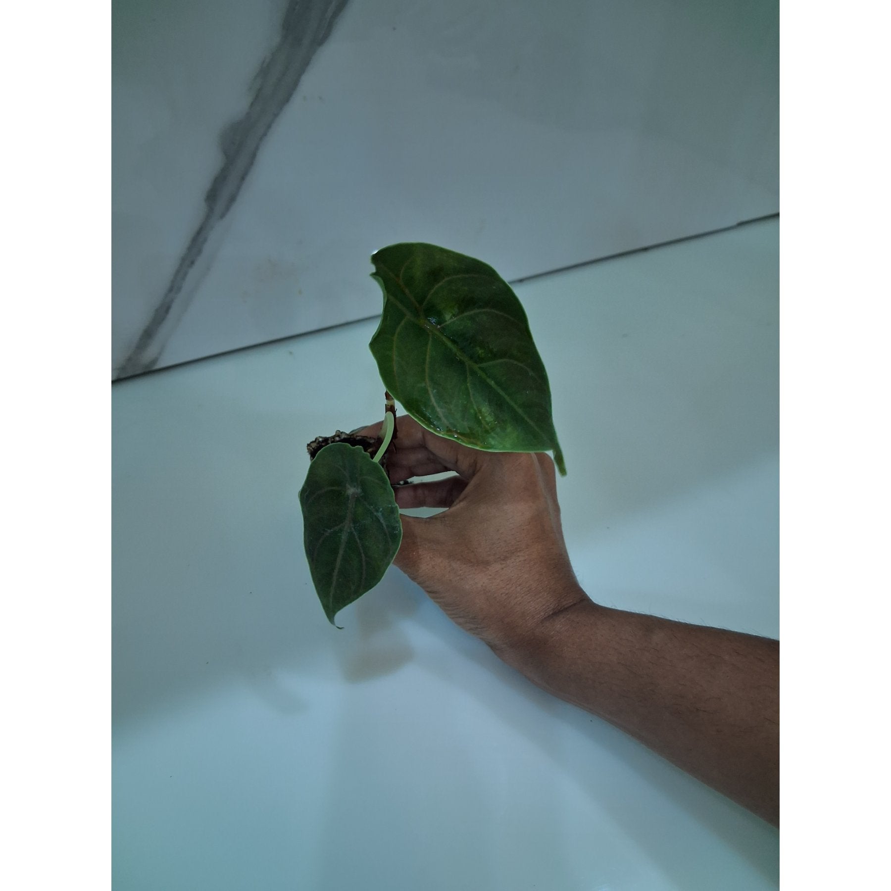 Alocasia Azlanii potted indoor plant – ships pan-India