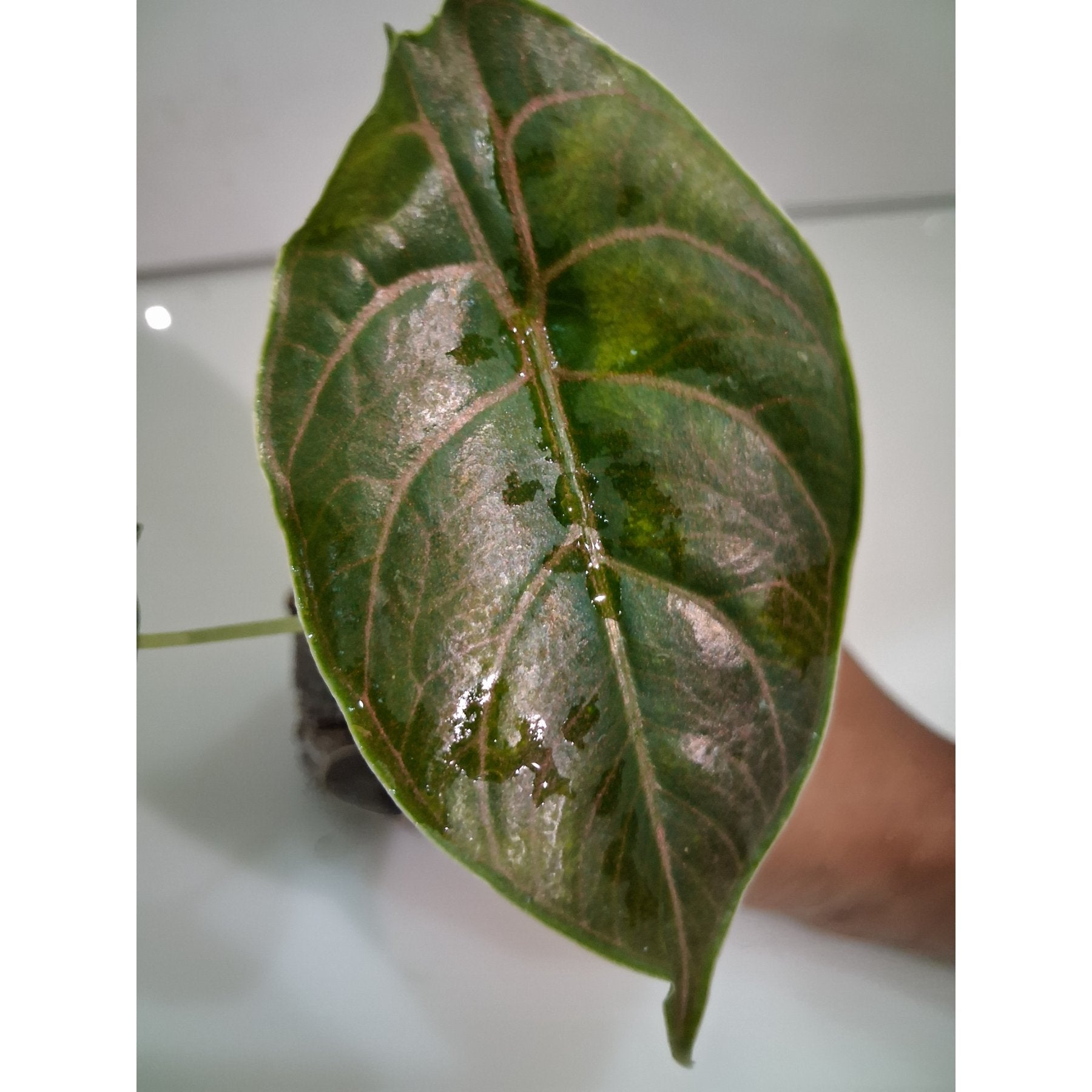 Alocasia Azlanii live specimen – nursery grown – Foliages.in