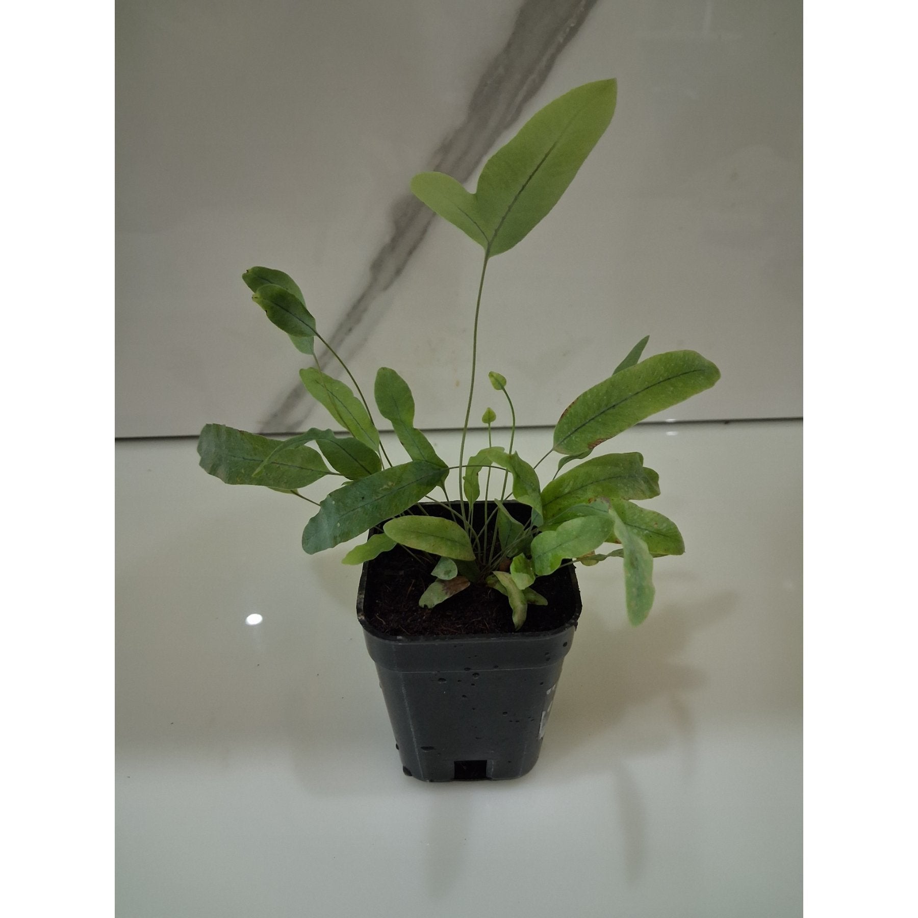Blue Star Fern healthy live foliage plant – Foliages India