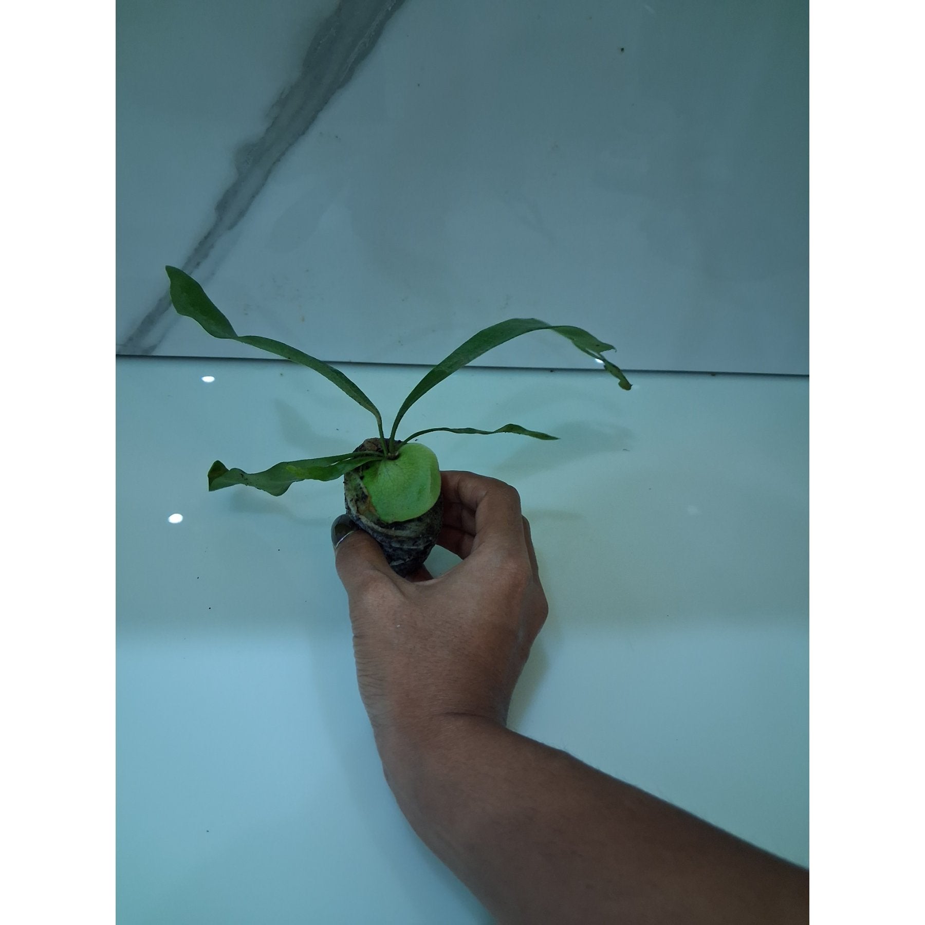 Staghorn Fern healthy live foliage plant – Foliages India