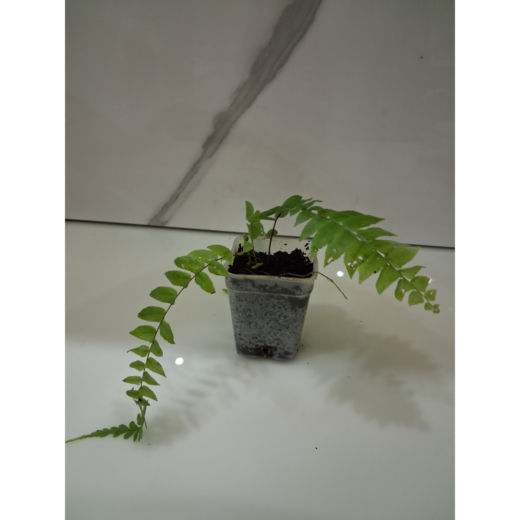 Lacy Pine Fern potted indoor plant – ships pan-India