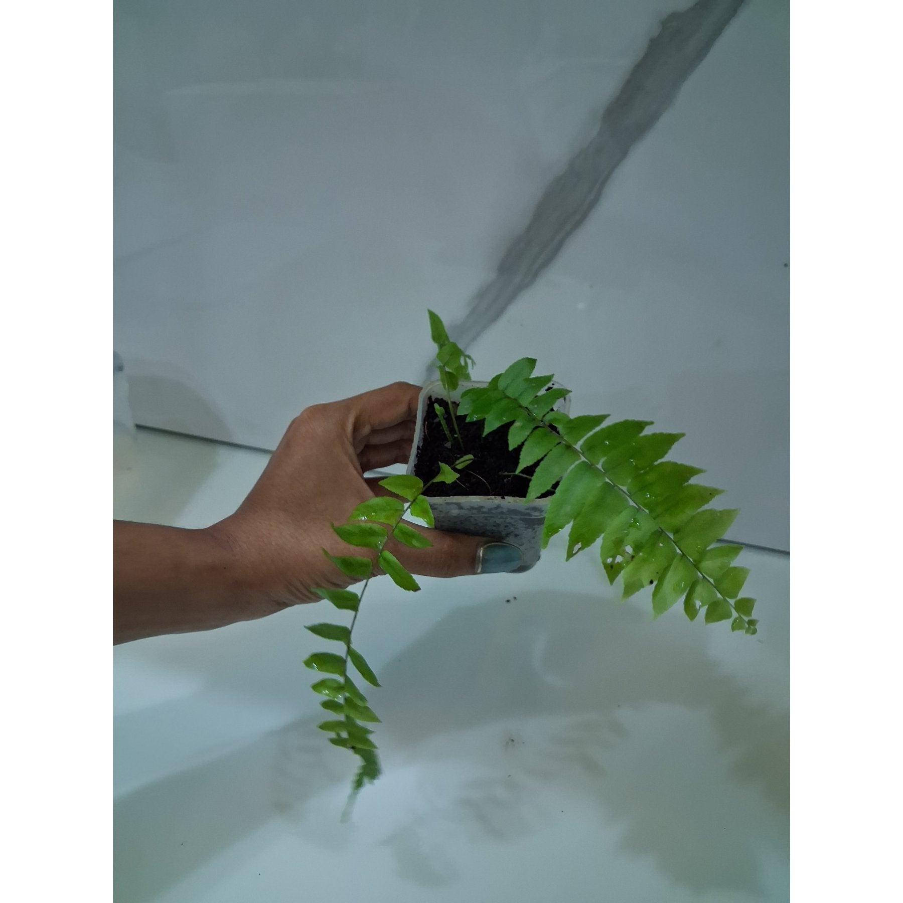 Lacy Pine Fern live specimen – nursery grown – Foliages.in