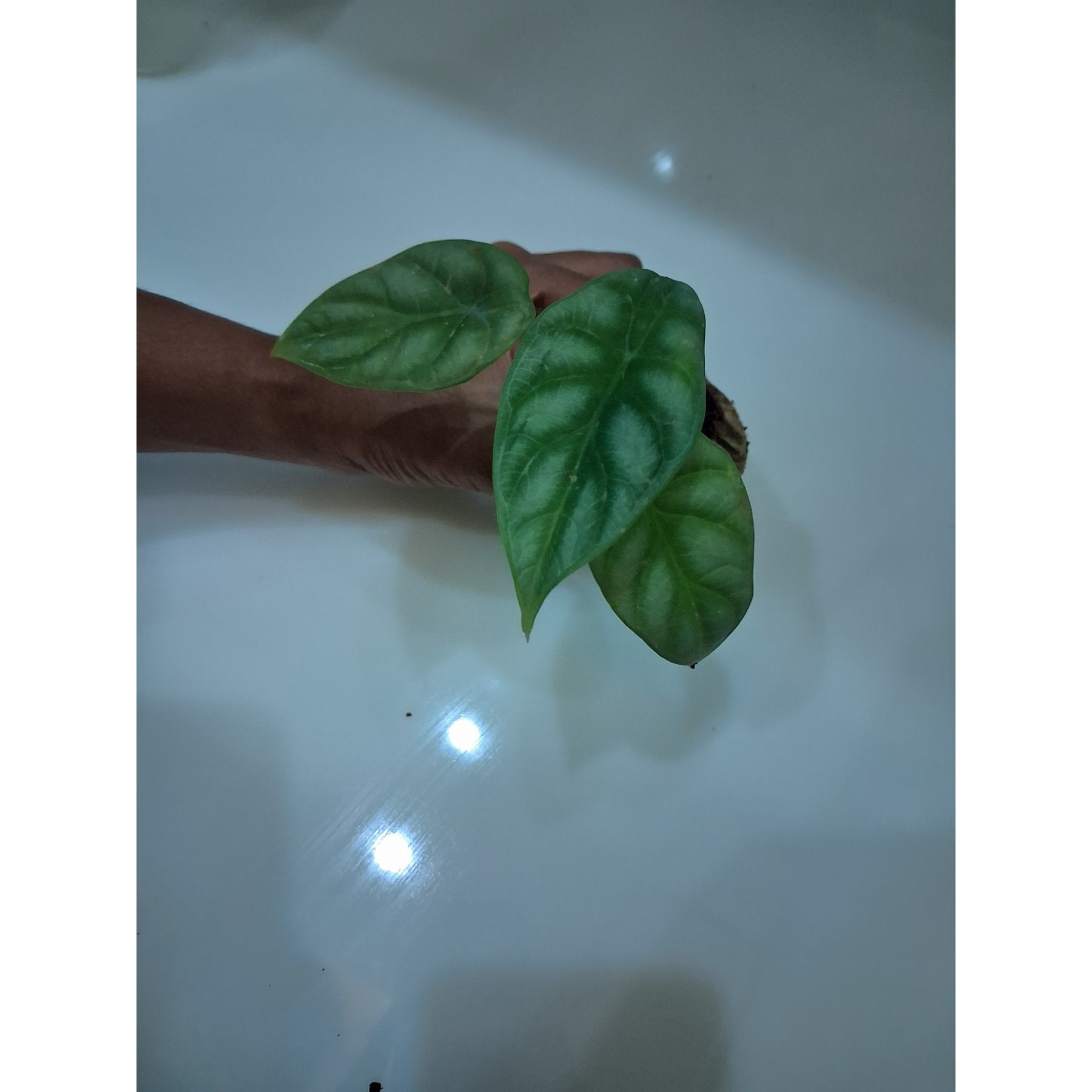 Alocasia Silver Dragon potted indoor plant – ships pan-India