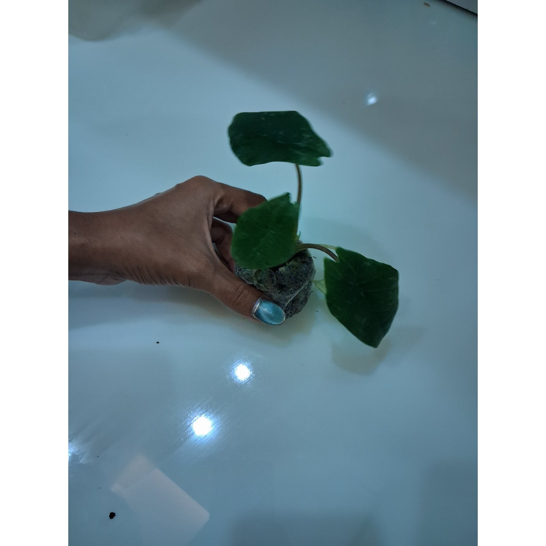 Alocasia Scalprum live plant Aloevera Greens view 3 buy online Foliages.in
