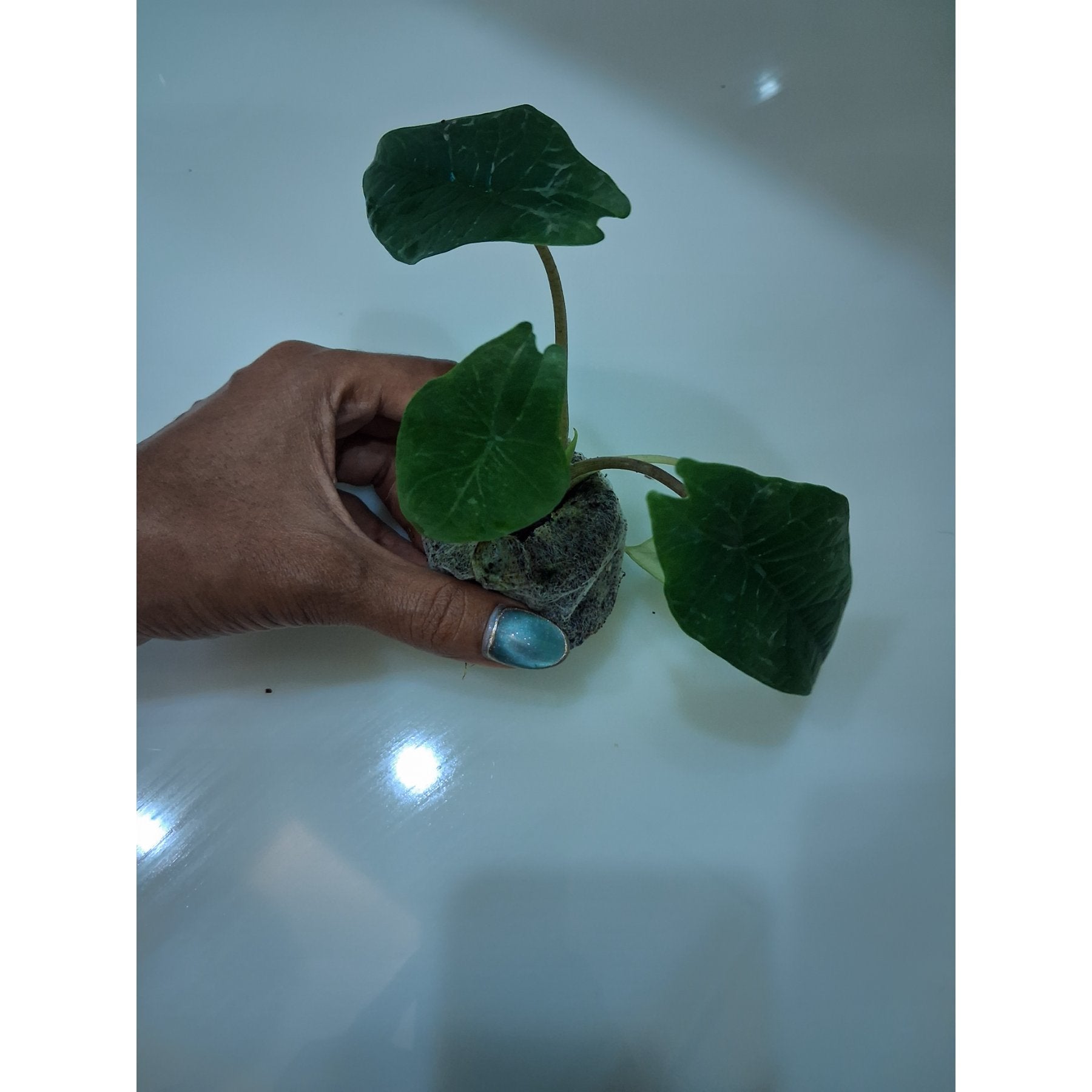 Alocasia Scalprum live plant Aloevera Greens view 2 buy online Foliages.in