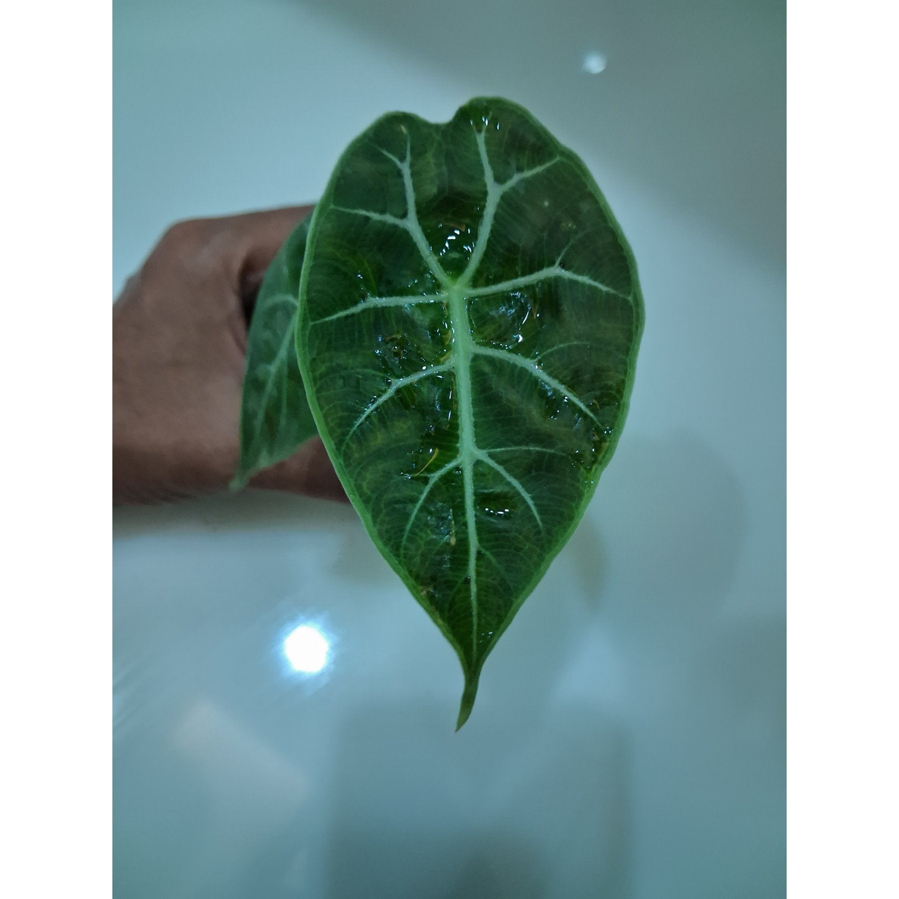Alocasia Watsoniana live plant Aloevera Greens view 1 buy online Foliages.in