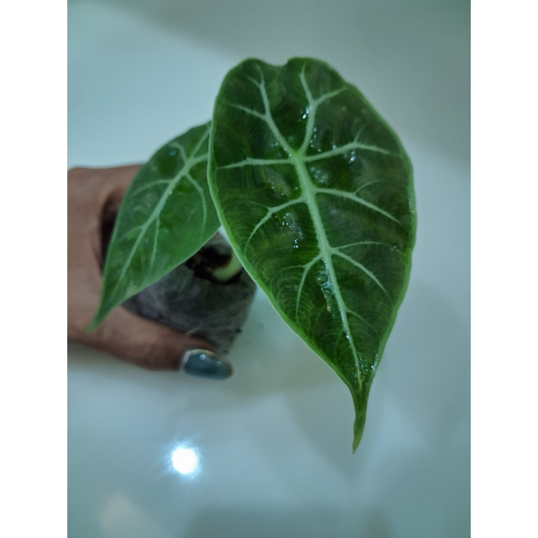 Alocasia Watsoniana live plant Aloevera Greens view 2 buy online Foliages.in