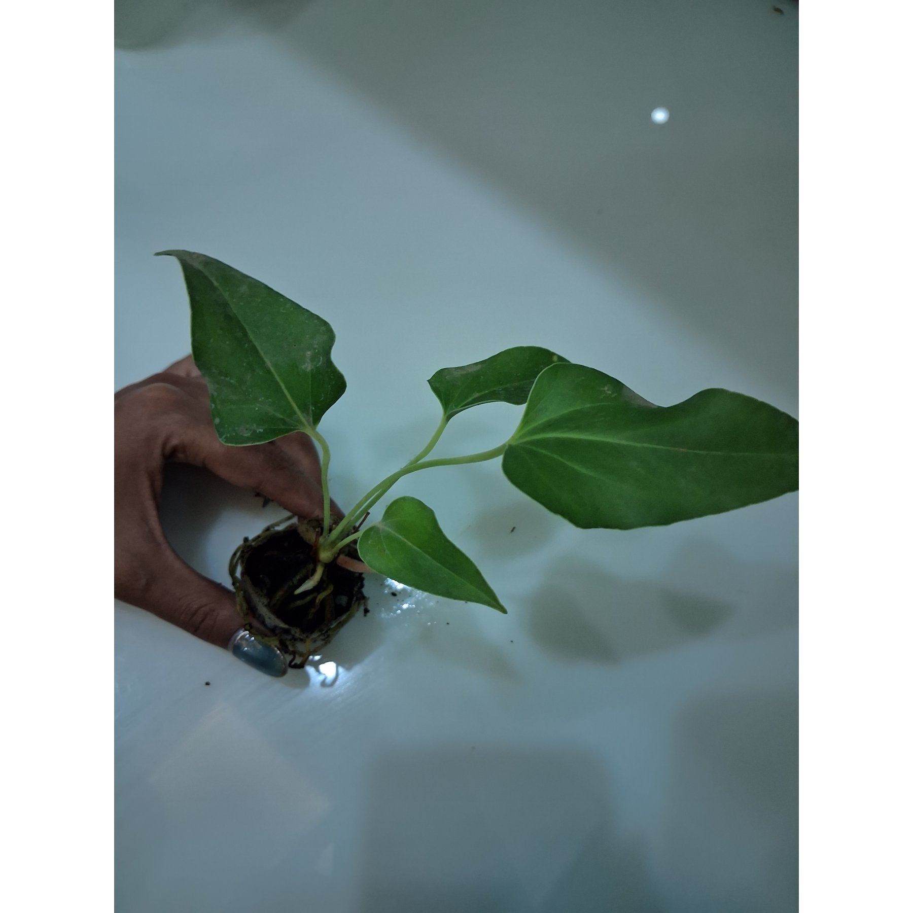 Anthurium Brownii live plant Aloevera Greens view 2 buy online Foliages.in