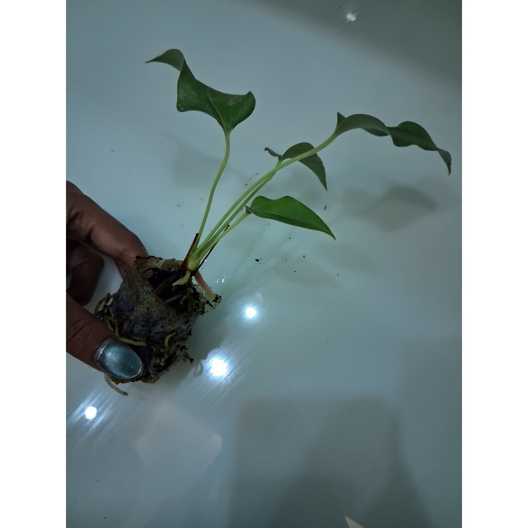 Anthurium Brownii live plant Aloevera Greens view 3 buy online Foliages.in