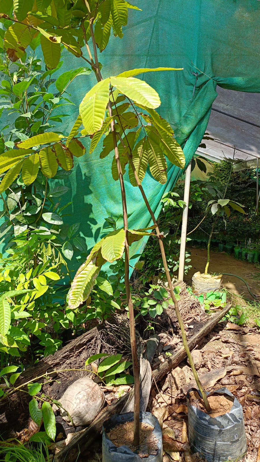 Black Matoa Fruit Plant - 7 Feet Tall - Keyfarm Wayanad
