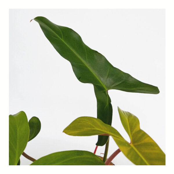 Philodendron Mexicanum