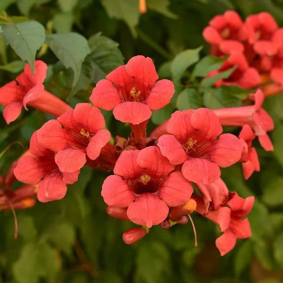 Campsis Radicans - Trumpet Vine plant