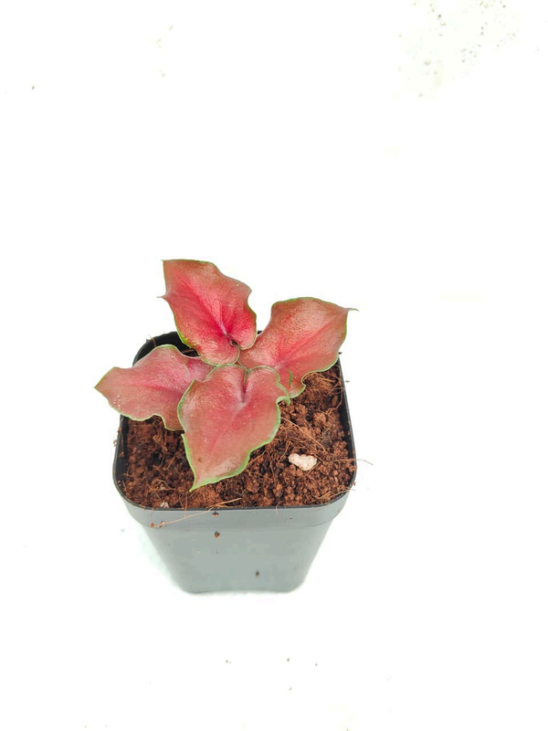 Caladium Red foliage detail – healthy tissue culture houseplant – Foliages India