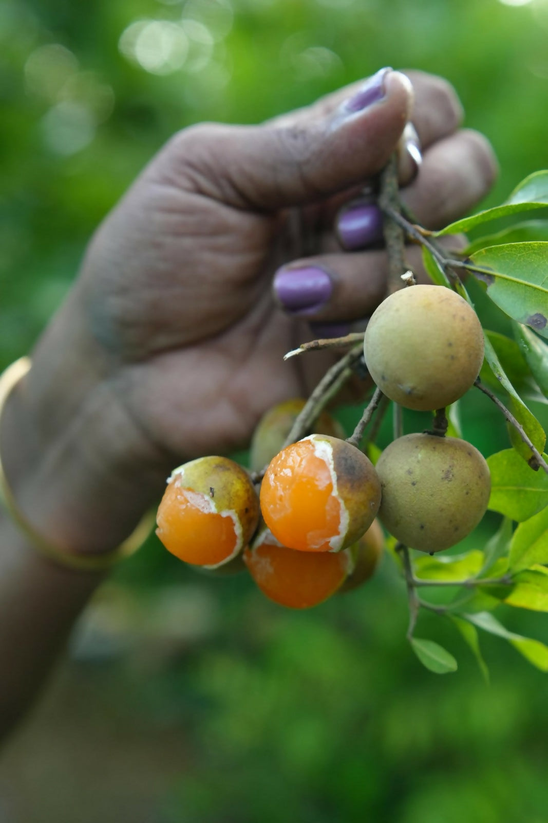 Guayas / Spanish Lime – Live Grafted - Keyfarm Wayanad
