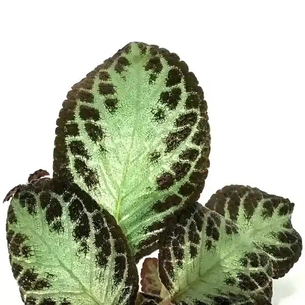 Episcia Cupreata Silver Queen - Red Flower