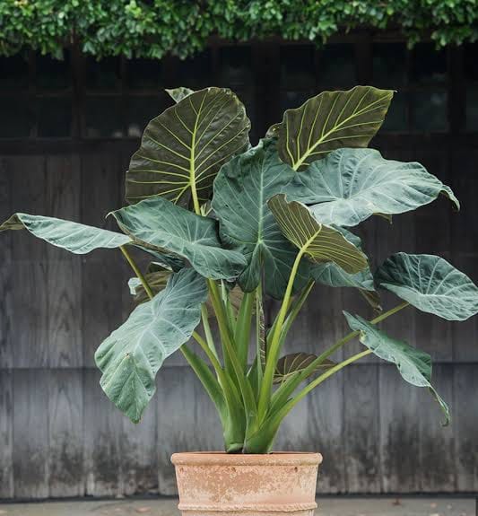 Alocasia Shield Regale healthy live foliage plant – Foliages India