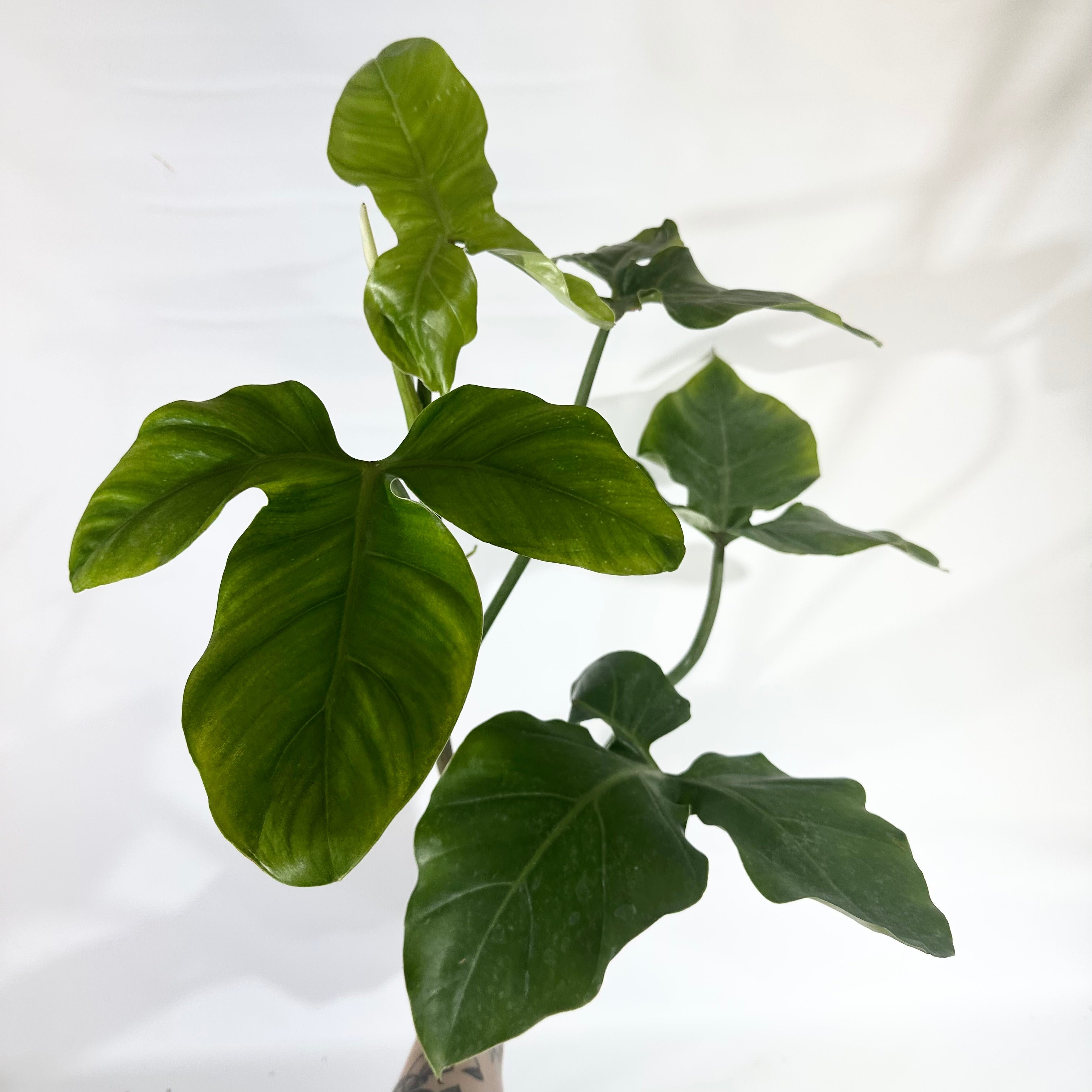 Philodendron barrosoanum