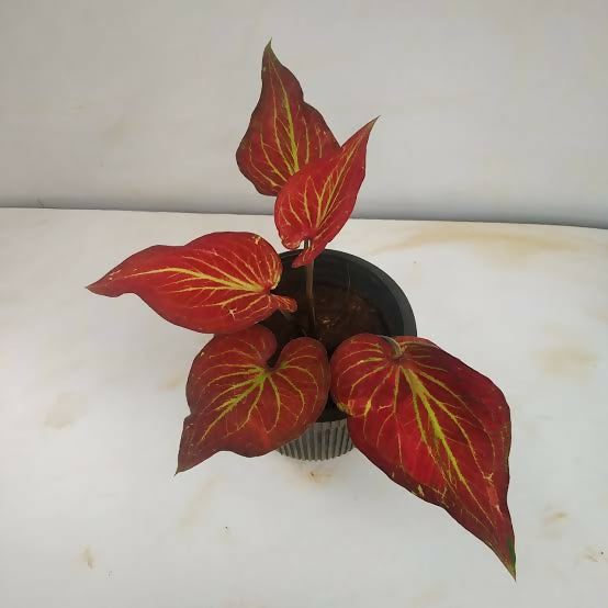 Caladium angel wings