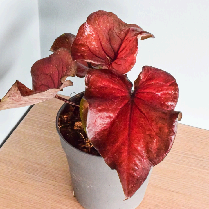 Caladium Red Live Plant – Rare Starter TC Plant – Foliages India