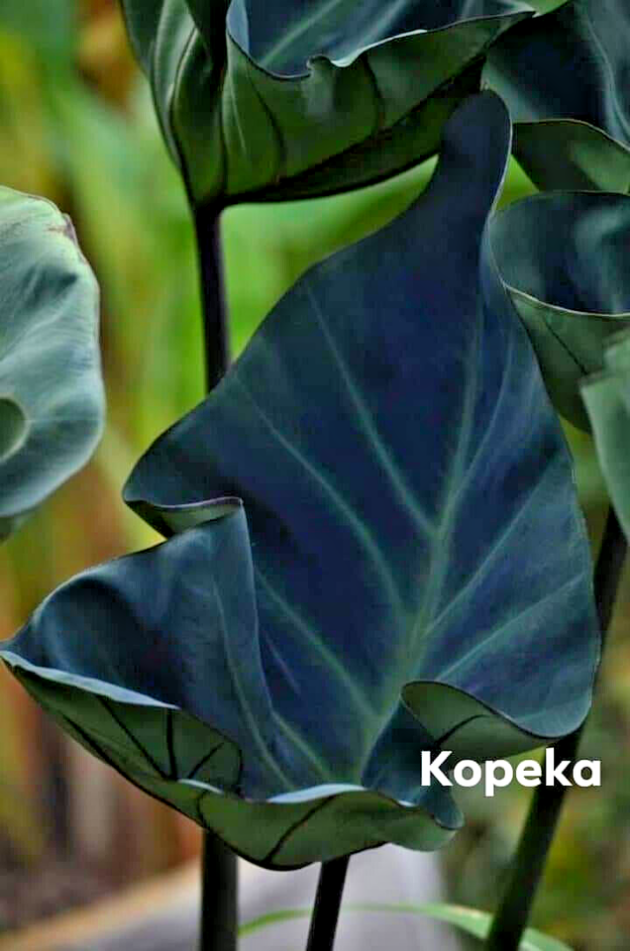 Colocasia kopeka