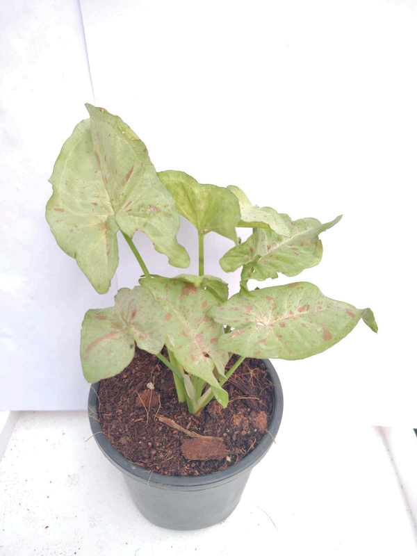 Syngonium Milk Confetti foliage detail – healthy tissue culture houseplant – Foliages India