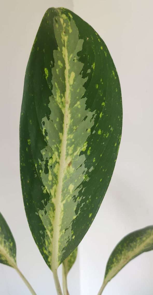 Aglaonema Hybrid (Aglaonema Nitidum commutatum ‘Tricolor’)