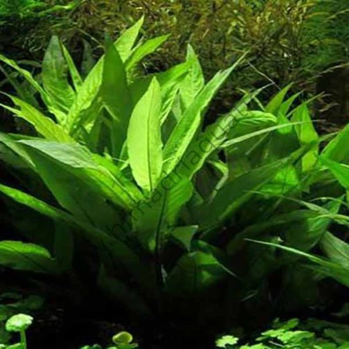 Hygrophila corymbosa /Temple mint/ Giant Hygrophila (3 stems)