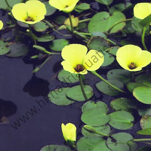 Water poppy ( 25 plants combo )