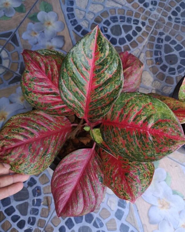 Aglaonema Sombat