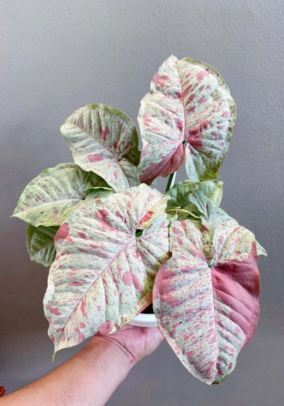 Syngonium Milk Confetti Live Plant – Rare Starter TC Plant – Foliages India