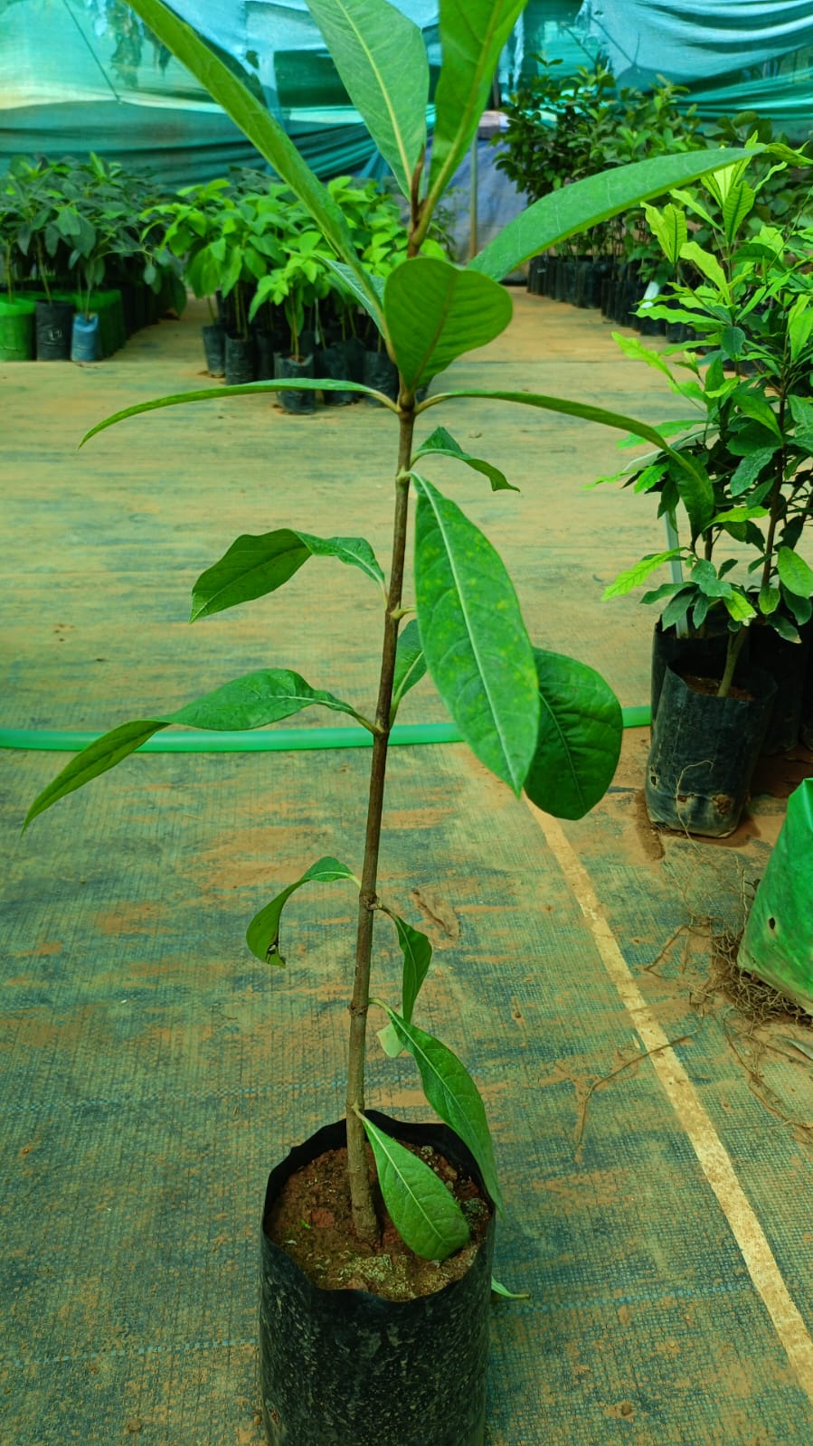Nance Plum Fruit Plant - Seedling - Keyfarm Wayanad