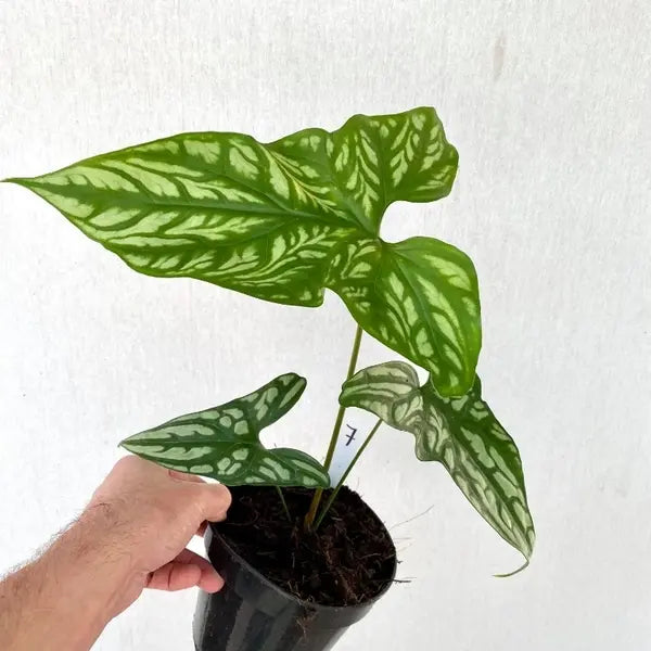 Cercestis Mirabilis - Rare